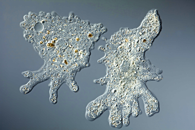 Is Candida Making You Sick?