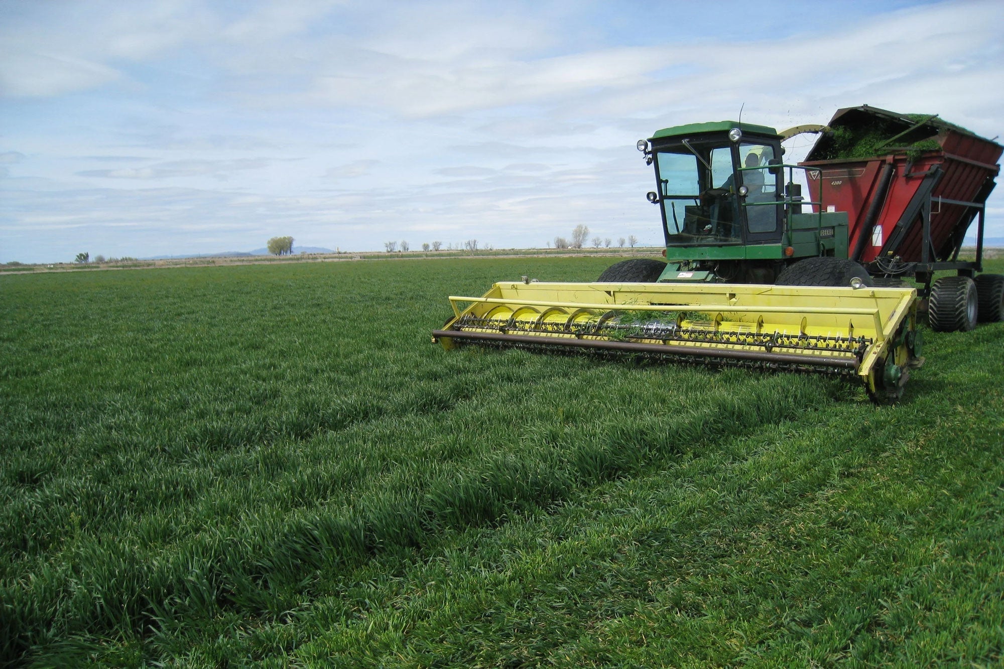 Barley Grass Juice Powder: A New Hope for Managing Diabetes?