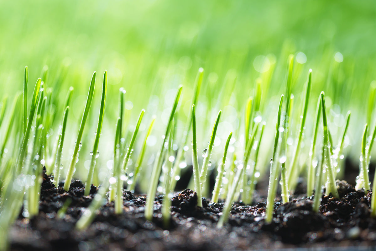 The Bountiful Health Benefits of Barley