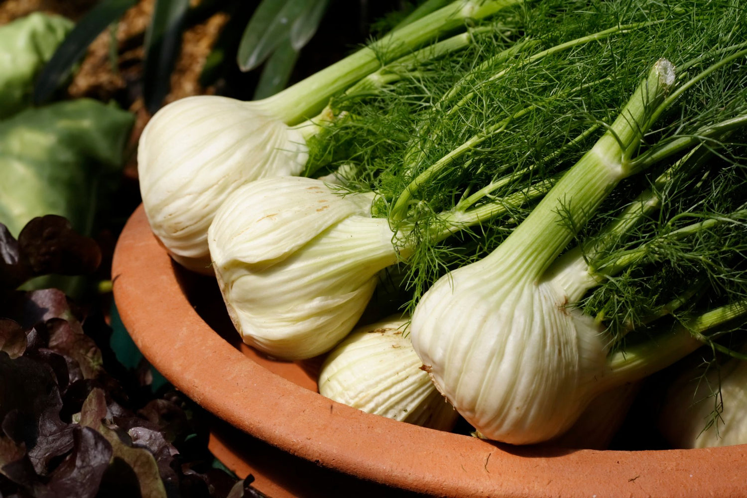 Fennel Salad with Lemon