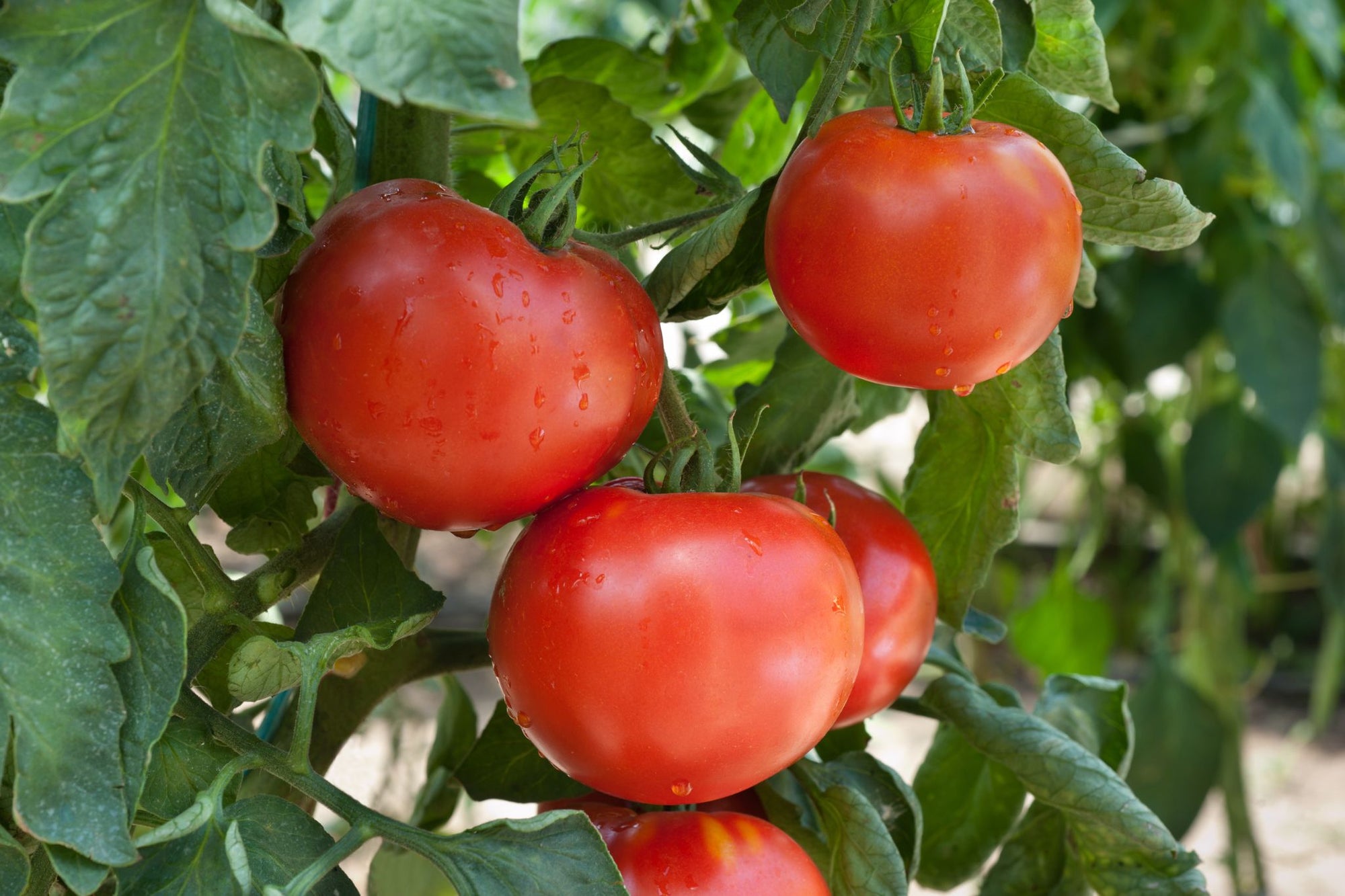 Tomatoes