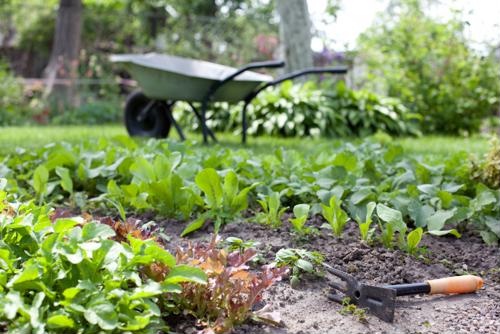 Gardening takes more effort than planting and watering a seed. If you really want to maximize your harvest this spring, consider the following tips.