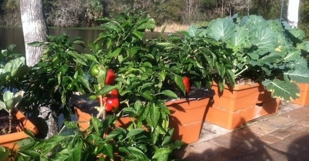 Still Gardening In January!