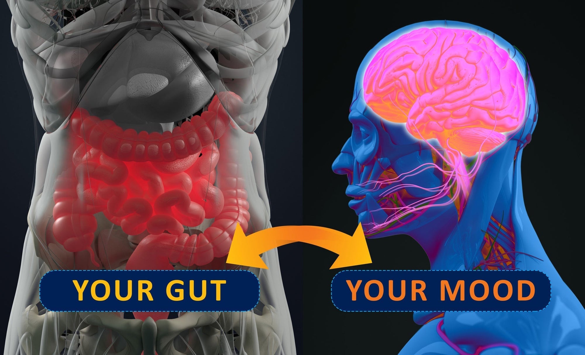 The Gut-Brain Connection: How Whole Foods Support Mental Wellness