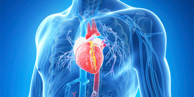 Heart Health is, Of Course, Essential… But How Do You Maintain a Healthy Heart?