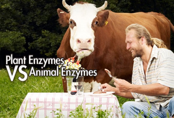 Plant Enzymes vs Animal Enzymes