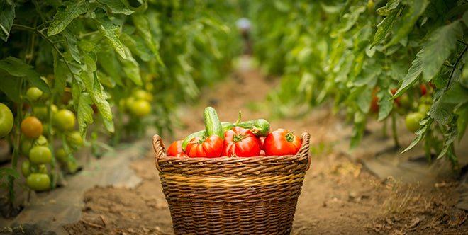 Gardening Guide #8: Tomatoes