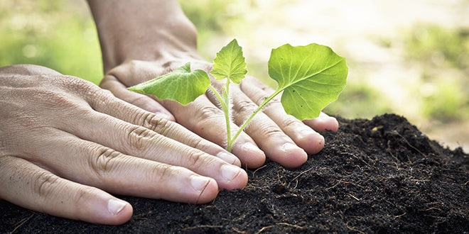 Gardening Guide #21: Sprouting