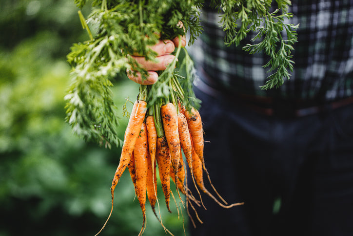 farm carrots