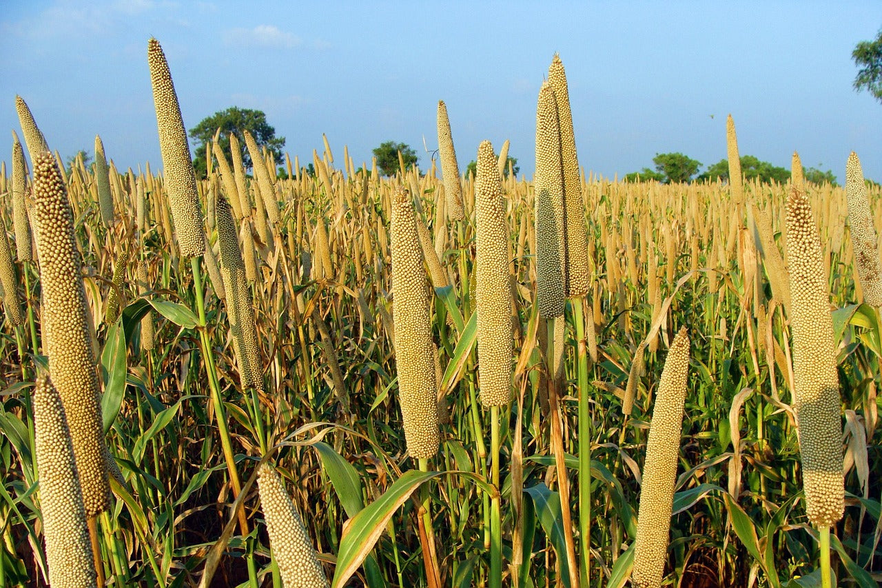 Why Millet Is Your Secret Weapon for Better Blood Sugar Control