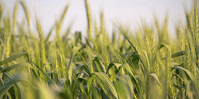 Why BarleyMax Beats Tray-grown Wheatgrass
