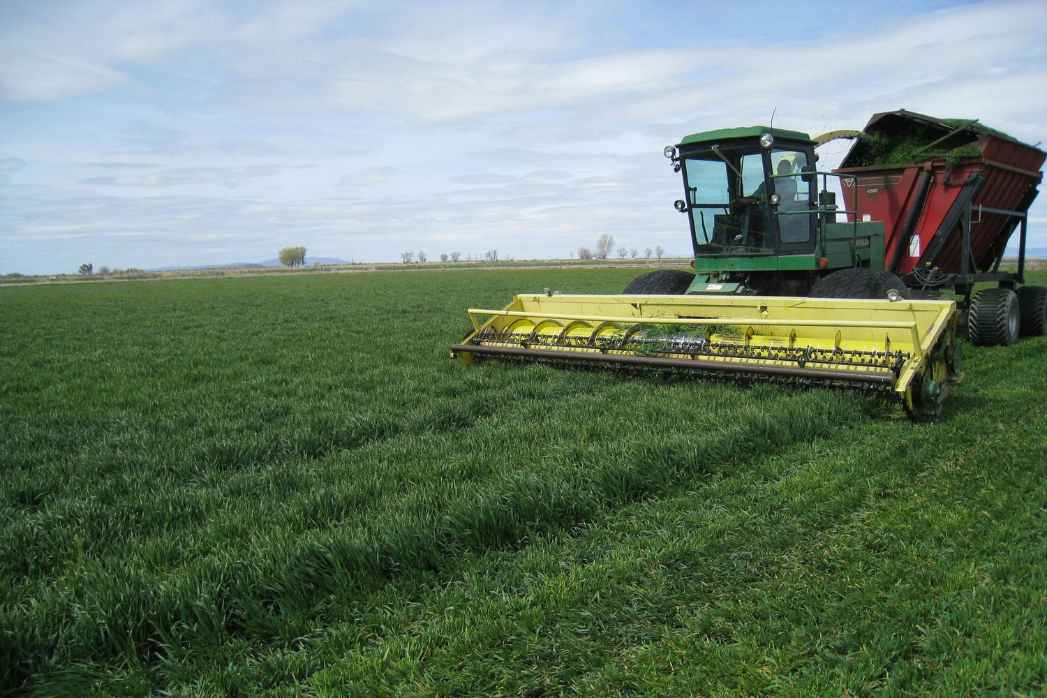 Barley Grass Juice Powder: A New Hope for Managing Diabetes?