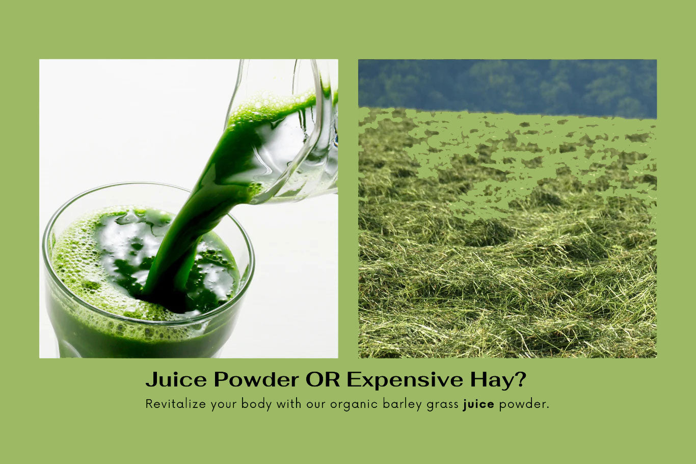 Do You Know Why Barley Grass Juice Powder Is Better Than Barley Grass Powder?