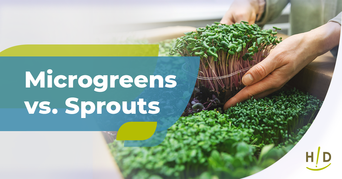 Microgreens vs. Sprouts