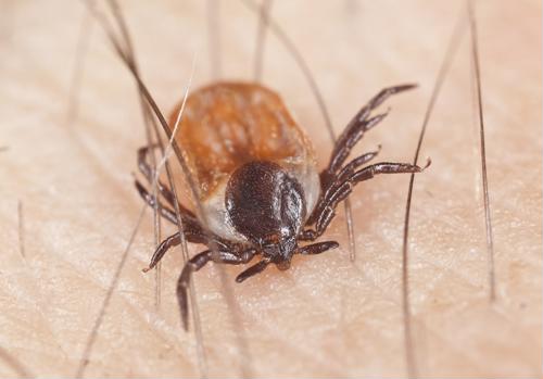 Let’s take a closer look at some of the interesting and important facts you need to know about Lyme disease.