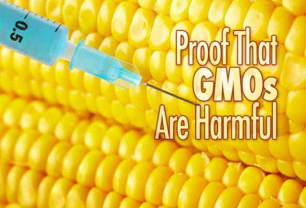 New Proof That GMOs Are Harmful