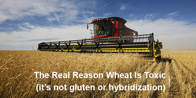 The Real Reason to Avoid Wheat!