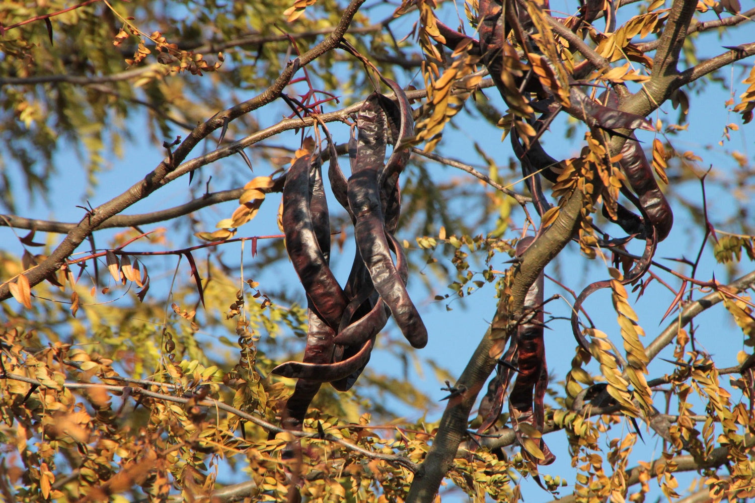 What Is Carob Powder? Everything You Need to Know About This Powerful Natural Sweetener