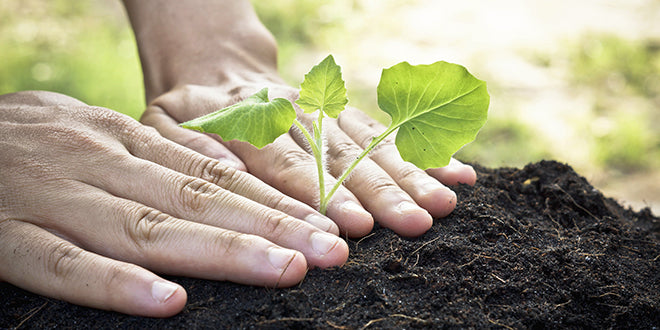 Gardening Guide #20: Energize Your Soil