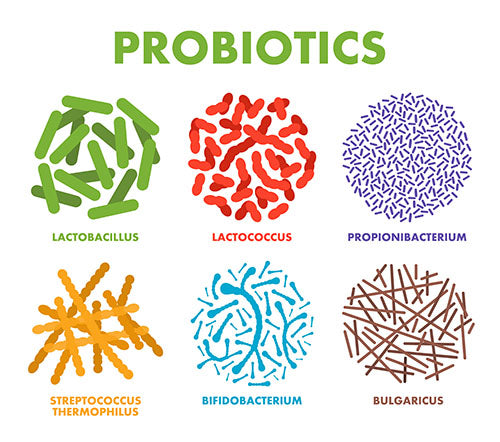 microscopic probiotics illustration