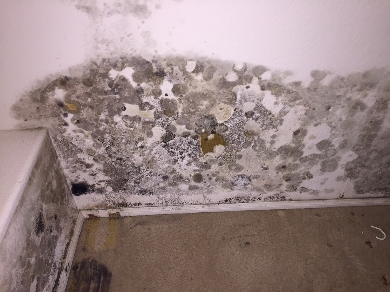 Mold and Cancer: Is There a Connection?