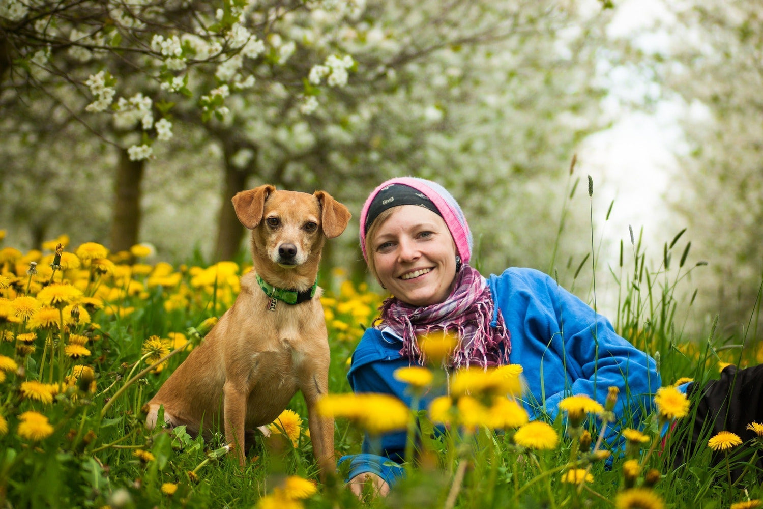 Unlock Barley Grass’s Potent Anti-Inflammatory Secrets for Better Health