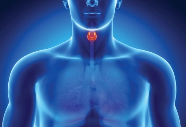 The Mighty Thyroid